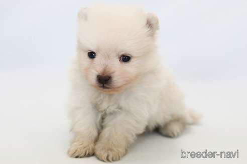 成約済の神奈川県のポメラニアン-294892の2枚目